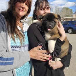 AKC Male 'Soru' - Brown, black overlay male Akita puppy in Tombstone, Arizona from WeVolution Off-Grid