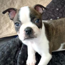 Girl 5 - Boston Terrier puppy in George West, Texas from Duke of Earl’s Boston Terriers