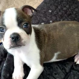 Girl 5 - Boston Terrier puppy in George West, Texas from Duke of Earl’s Boston Terriers
