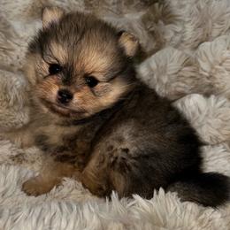 Merle boy - Orange sable male Pomeranian puppy in Wagner, South Dakota from Lisas Pomeranians