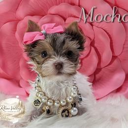 Mocha - Chocolate, tan and white female Yorkshire Terrier puppy in Austin, Texas from Rhine Valley Yorkies