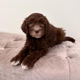 Reid - Chocolate male Goldendoodle puppy in Allen, Texas from Calena’s Doodles