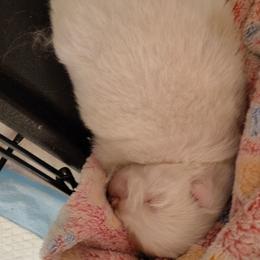 Zeus - White male Pomeranian puppy in Illinois from Maribel Poms