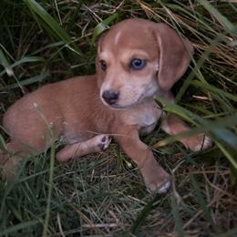Dachshund Puppies from Doxie Darlings VA