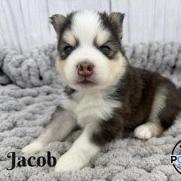 Jacob - Black and white male Pomsky puppy in Eastman, Georgia from Once Upon A Pomsky