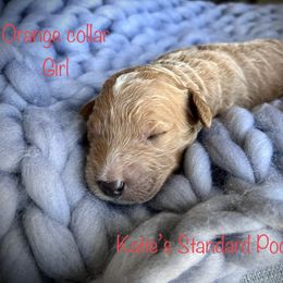 Poodle Puppies from Katie’s Standard Poodles