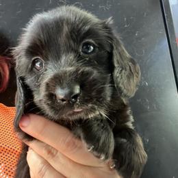 Saray girl 3 - Black female Dachshund puppy in Bigfork, Minnesota from Dachshunds Up North