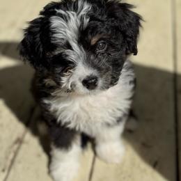 Topaz - Black tri-color male Aussiedoodle puppy in Columbia Falls, Montana from Firefly Aussies & Aussiedoodles