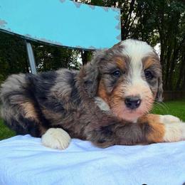 Yankee - Merle male Bernedoodle puppy in Sherman, Illinois from Shirl Doodle Life