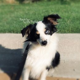 Indy - Miniature Australian Shepherd