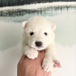 Stormy - White female Samoyed puppy in Tremonton, Utah from Sugar Sweet Samoyeds