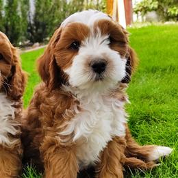 Saturday - Red  male Goldendoodle puppy in Bountiful, Utah from Red Brick Doodles