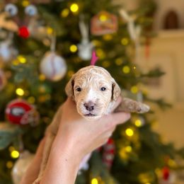 Miss Magenta - Cream female Goldendoodle puppy in Athens, Georgia from Moore Goldendoodles
