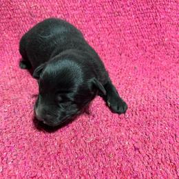 Dutchess - Black tri-color female Australian Shepherd puppy in Whitwell, Tennessee from Owl Hollow Farm