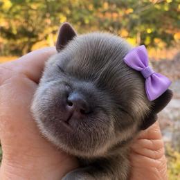 Sterling - Blue female Shih Tzu puppy in Dallas, Texas from Heart and Soul Shih Tzu