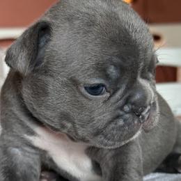French Bulldog Puppies from themcfrenchies