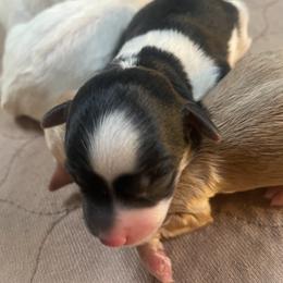 Black with white Girl - Black & white female Maltipoo puppy in Bentonville, Arkansas from Bellamy Maltipoos