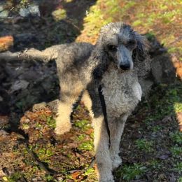 Cricket - Goldendoodle