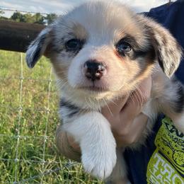 Reba - Blue merle and white female American Corgi puppy in Payson, Illinois from Creek Farm Corgis