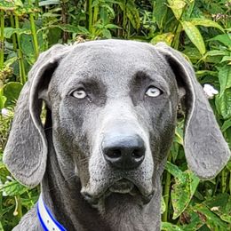 Jagger - Weimaraner