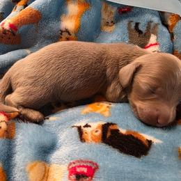 Isabella - Fawn (Isabella) male Dachshund puppy in West Plains, Missouri from Spring Creek Dachshunds