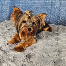 Wisdom - Yorkshire Terrier