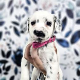 Cranberries- long coat LUA - White and black female Dalmatian puppy in Gray, Georgia from Fuller Spots
