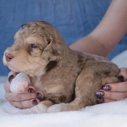 Thor - Red merle male Aussiedoodle puppy in Springfield, Missouri from Aspen River Doodles