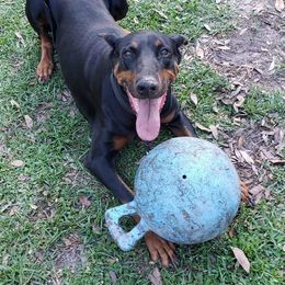 Doberman Pinscher All Grown Up from Knights Squire Dobermans