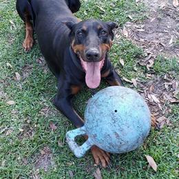 Doberman Pinscher All Grown Up from Knights Squire Dobermans