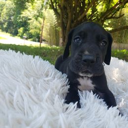 Great Dane Puppies from Gentle Giants of Tennessee Great Danes
