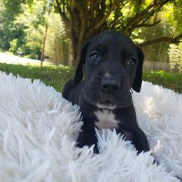 Great Dane Puppies from Gentle Giants of Tennessee Great Danes