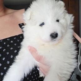 PINK - White female Samoyed puppy in San Antonio, Texas from Hill Country Samoyeds