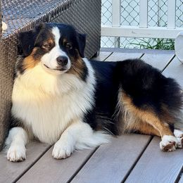 Summer - Australian Shepherd