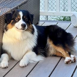Summer - Australian Shepherd