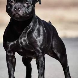 Staffordshire Bull Terriers from Bruhaus Kennels