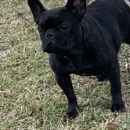 Charlie - French Bulldog