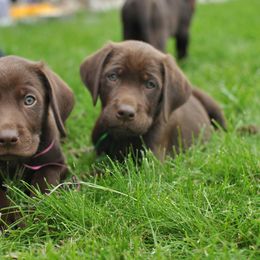 Labrador Retriever Puppies from Post Family Retrievers