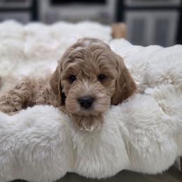 Juicy Peach - Apricot male Goldendoodle puppy in North Royalton, Ohio from Johnson's Doodles