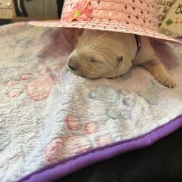 Golden Retriever Puppies from Sunshine Mountain Retrievers
