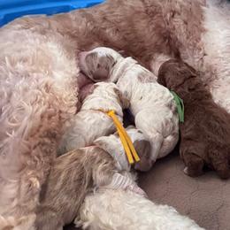 Bernedoodles, Goldendoodles, and Golden Mountain Doodles from Bailey Mountain Doodles