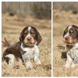 Rex - Tri-Roan male English Springer Spaniel puppy in Westminster, South Carolina from Hidden Valley Springers
