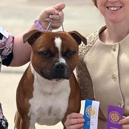 Luca - Staffordshire Bull Terrier