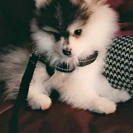German Shepherds and Pomskies from K9Phenom