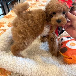 Royal Crown - Apricot male Poodle puppy in Bakersfield, California from Mary Gorgeous Poodles