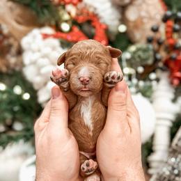 Lt. Dan - Red  male Goldendoodle puppy in Iola, Texas from Supreme Doodles of Texas