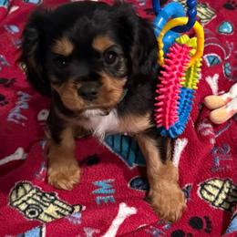 Levi (Hunter) (green collar) - Black and tan male Cavalier King Charles Spaniel puppy in Ocala, Florida from Ray of Sunshine Spaniels LLC