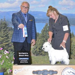 West Highland White Terrier All Grown Up from Windyridge