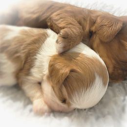Cavalier King Charles Spaniel and Old Time Scotch Collie Puppies from Pleasant Meadows