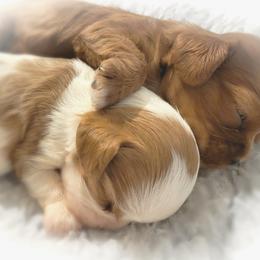 Cavalier King Charles Spaniel and Old Time Scotch Collie Puppies from Pleasant Meadows
